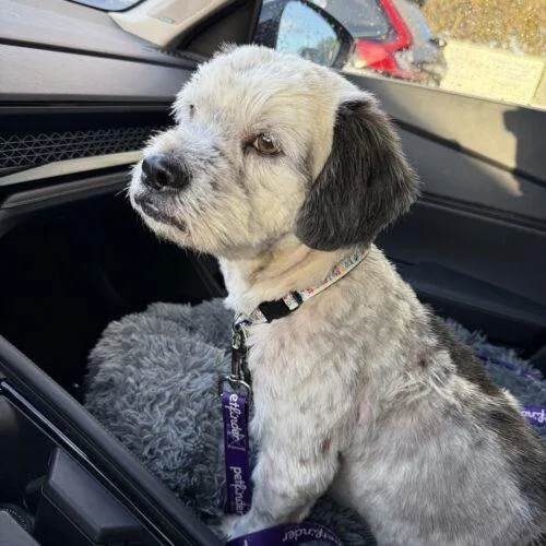 A young small-sized male Bicolor Shih Tzu dog named Wilbur for adoption in Plantation, FL