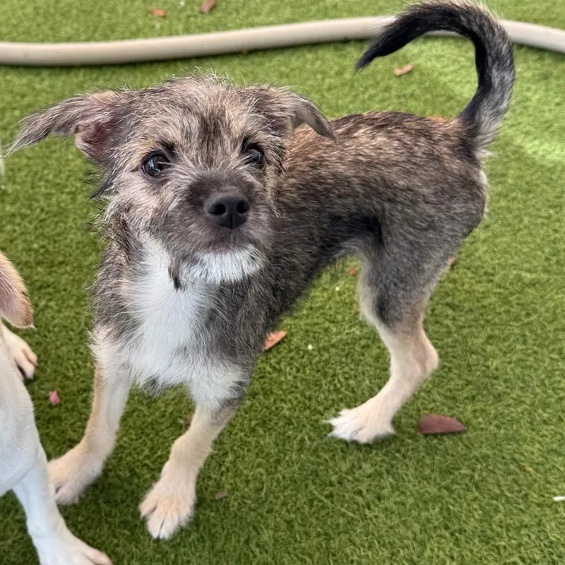 A baby small-sized male Chihuahua dog named Daryl for adoption in LOXAHATCHEE, FL