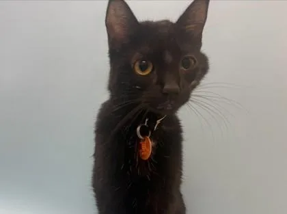 An adult small-sized female Domestic Short Hair cat named Fancy Pants for adoption in Woodbury, MN