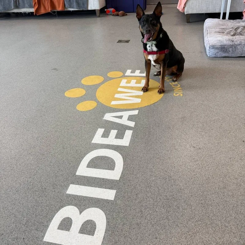 An adult medium-sized male Black Mixed Breed dog named Scrappy for adoption in Westhampton, NY
