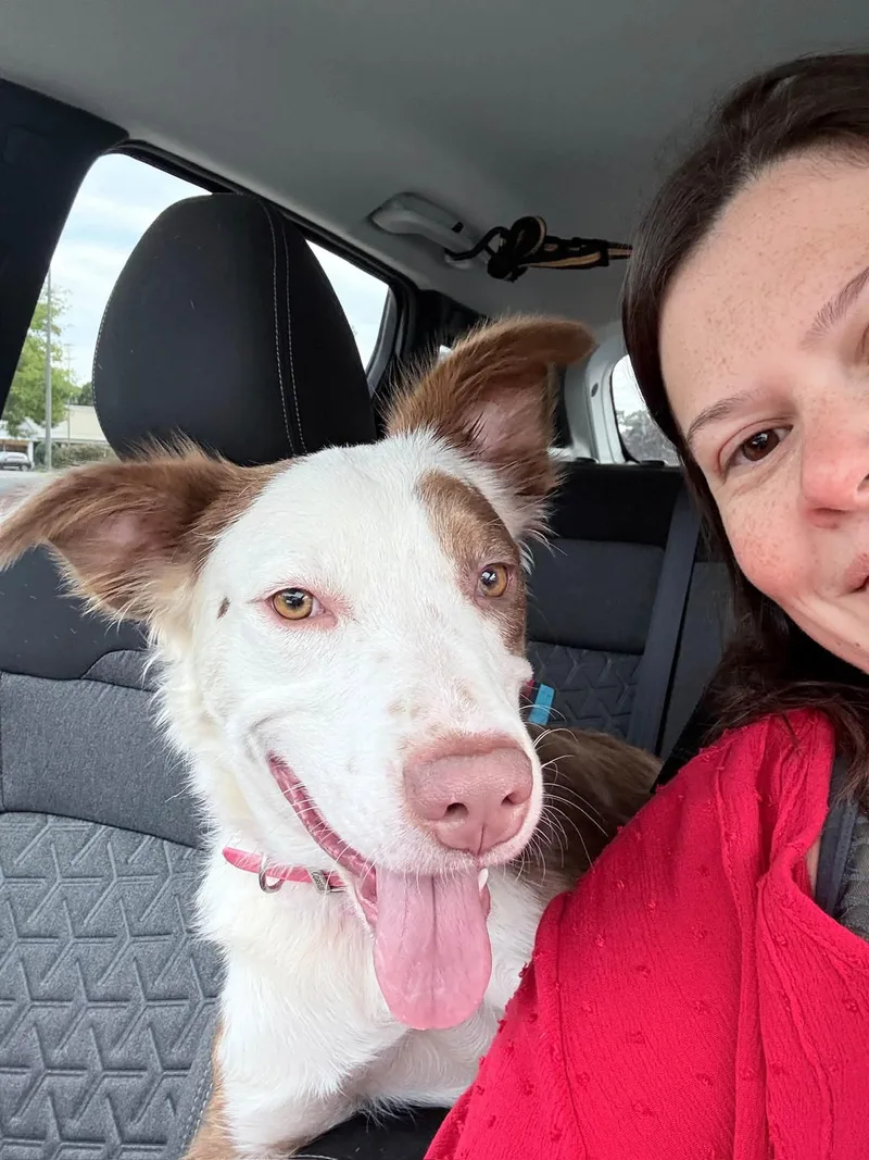 A baby medium-sized female Australian Shepherd dog named Penelope for adoption in Holbrook, NY