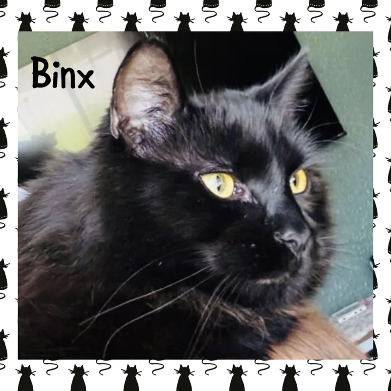 Binx