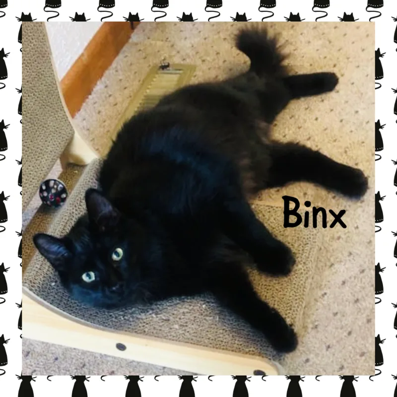 Binx thumbnail 2
