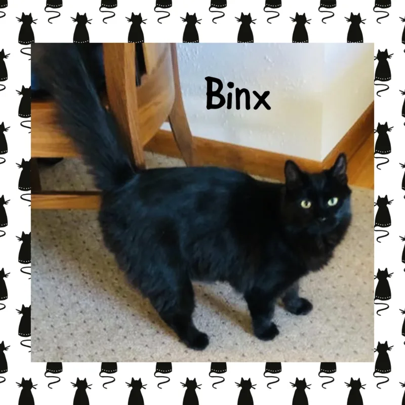 Binx thumbnail 3