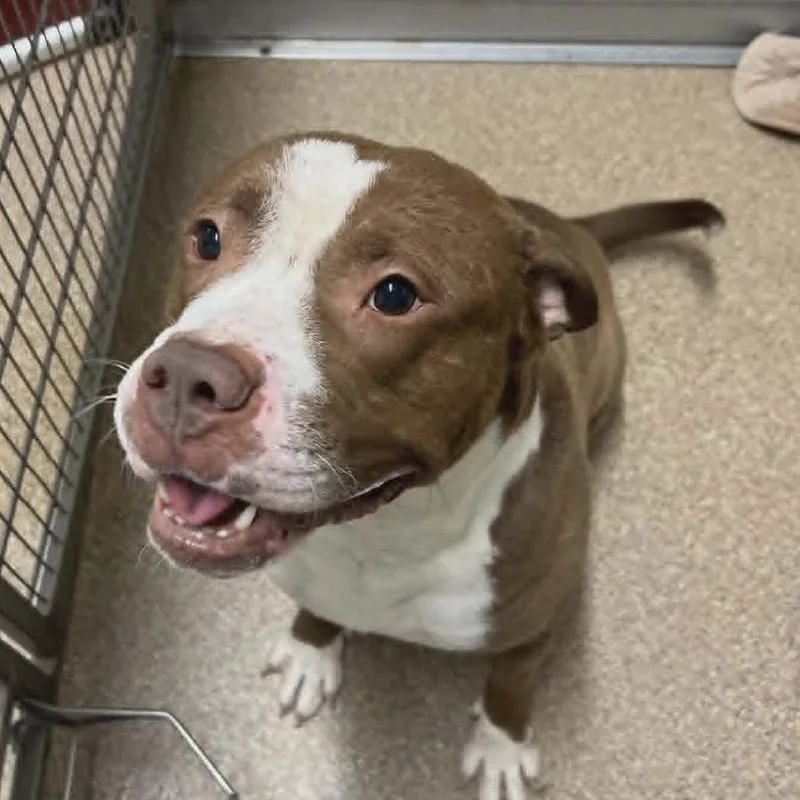 An adult large-sized male Brown / Chocolate Mixed Breed dog named Toby for adoption in Ballston Spa, NY