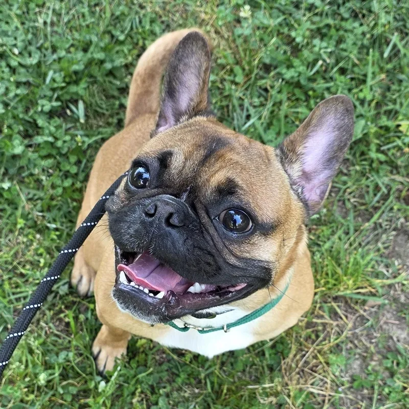 An adult small-sized male Yellow / Tan / Blond / Fawn French Bulldog dog named Rod for adoption in Greensboro, NC