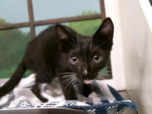 A baby small-sized female Domestic Short Hair cat named Sara for adoption in Houston, TX
