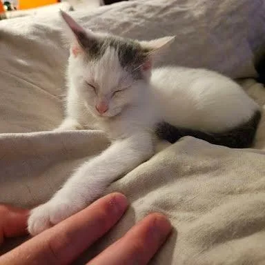 A baby small-sized female Gray / Blue / Silver Domestic Short Hair cat named Chimney for adoption in Chattanooga, TN