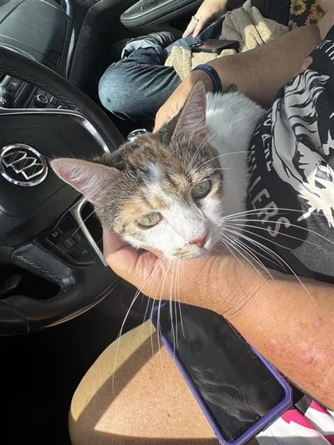 Gracie