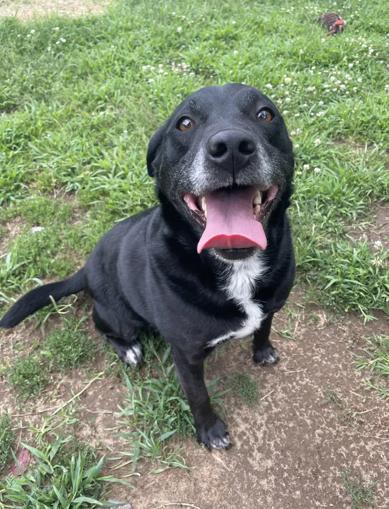 An adult medium-sized male Black Mixed Breed dog named Dill for adoption in Mishawaka, IN