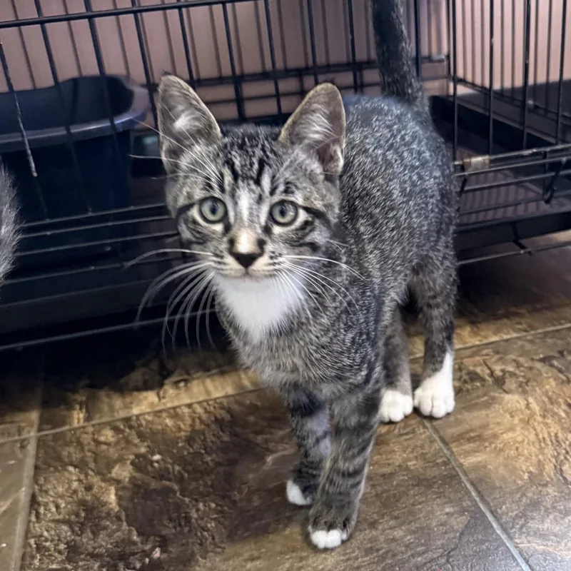 A baby small-sized male Brown / Chocolate Domestic Short Hair cat named Black Tiger for adoption in Priest River, ID