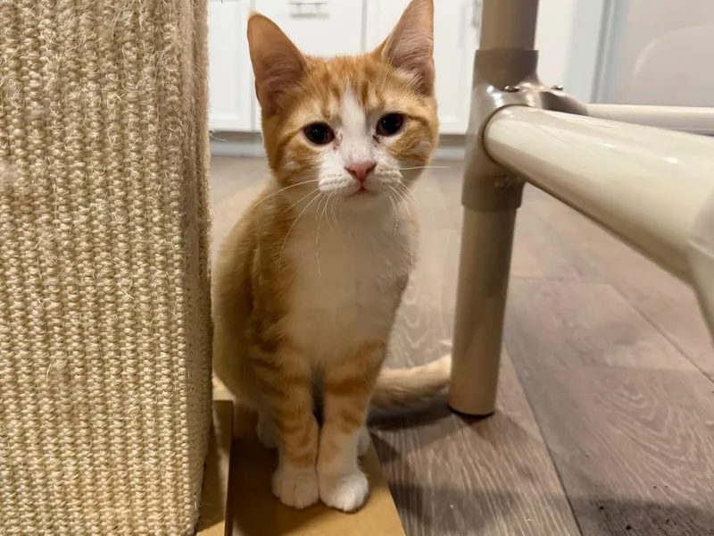 A baby small-sized male Domestic Short Hair cat named Fred Durst for adoption in Powell, OH