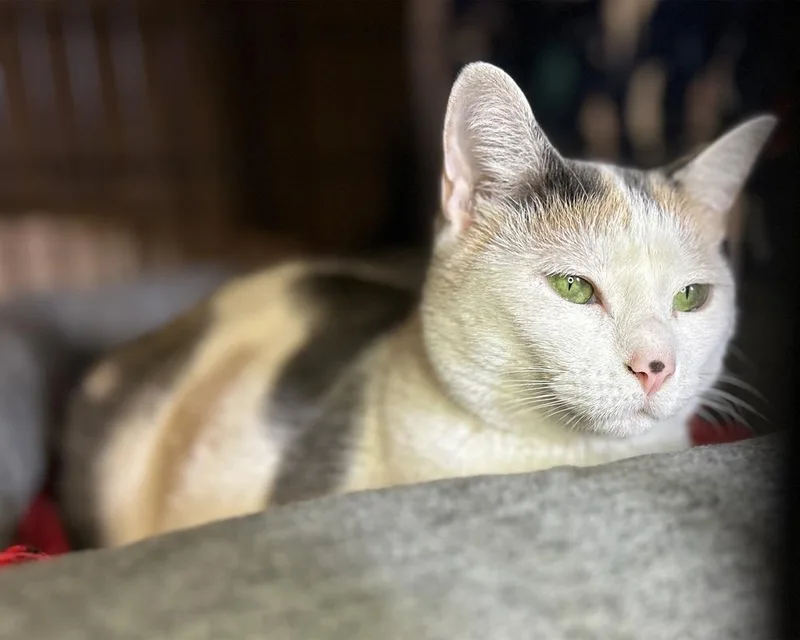 An adult medium-sized female Domestic Short Hair cat named Luna for adoption in Temperance, MI