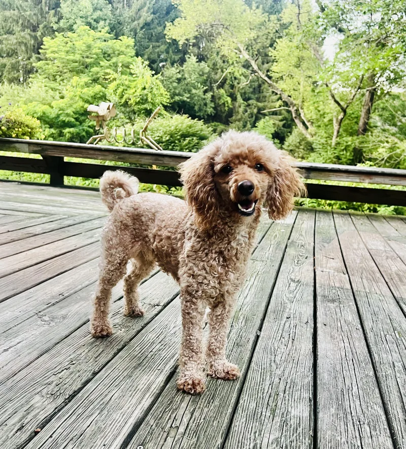 An adult small-sized female Apricot / Beige Miniature Poodle dog named Missy for adoption in Belmont, NY