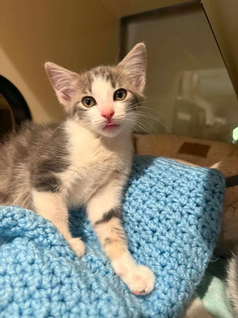 A baby medium-sized female Domestic Short Hair cat named W Marigold for adoption in Ashland, WI