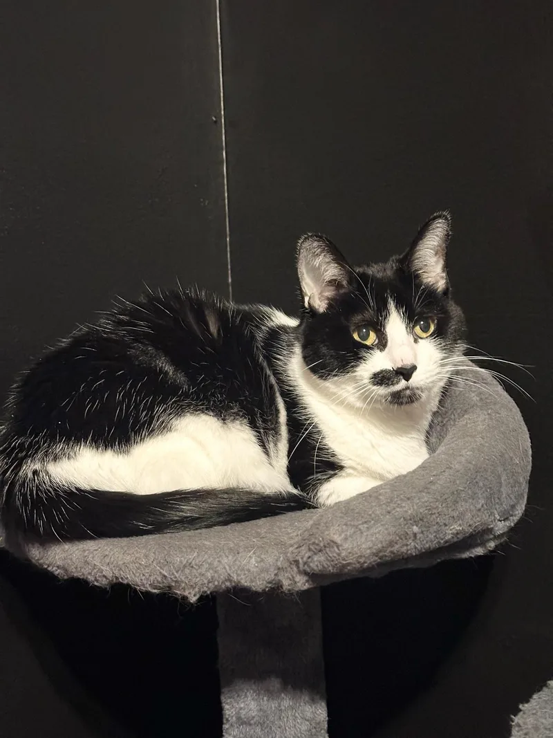 A senior medium-sized female Black & White / Tuxedo Domestic Short Hair cat named Tootsie for adoption in Hartville, OH