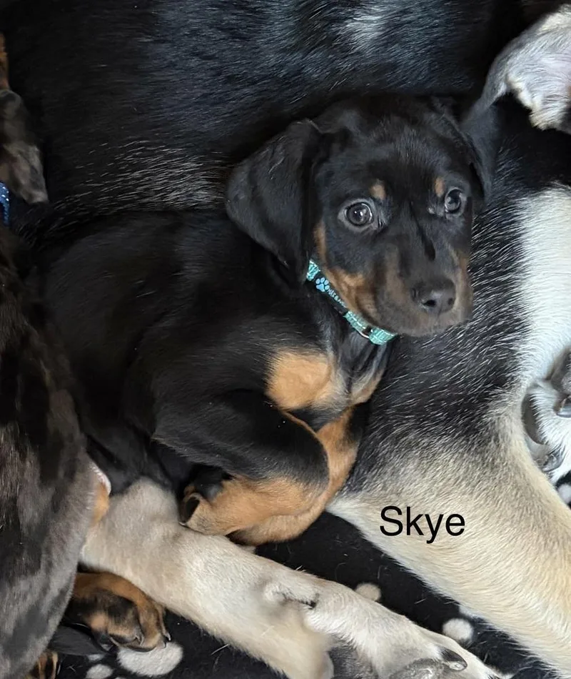 Skye thumbnail 3