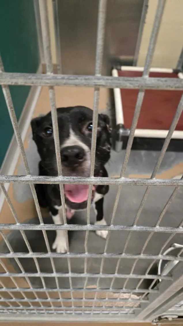 An adult medium-sized female Pit Bull Terrier dog named Thumbelina for adoption in Texas City, TX