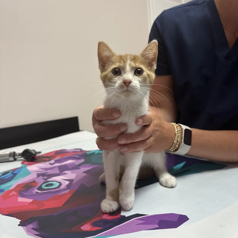 A baby medium-sized male Orange & White Domestic Short Hair cat named Timmy for adoption in Seneca, SC