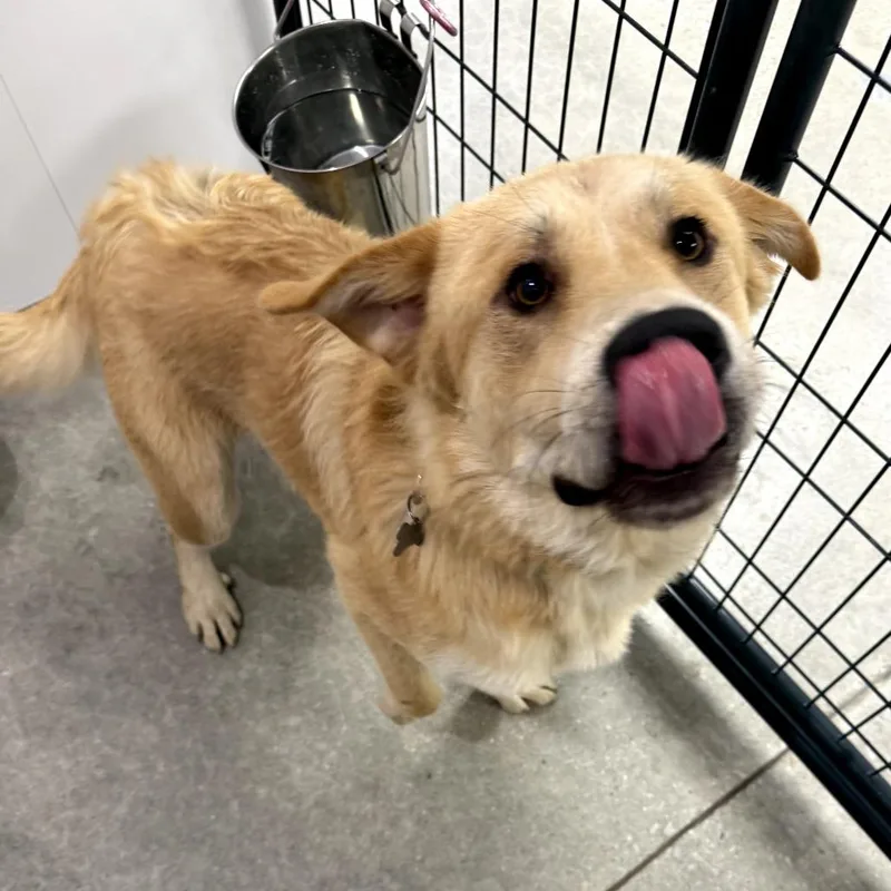 A young medium-sized male Golden Retriever dog named Wilbur for adoption in La Grange, KY
