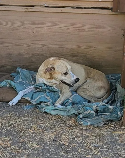 An adult large-sized male Labrador Retriever dog named Scotty for adoption in San Antonio, TX