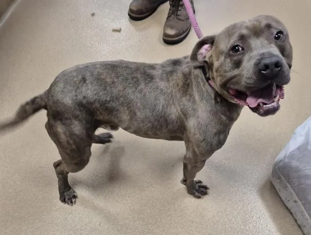 A young medium-sized male Pit Bull Terrier dog named Capone for adoption in Decatur, IL