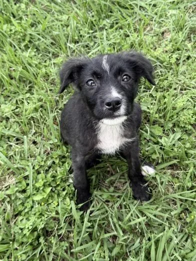 A baby small-sized female Black Terrier dog named Tootsie for adoption in Liverpool, TX