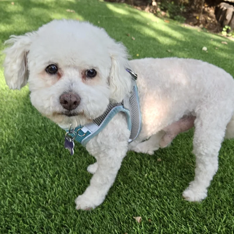 Chowder Flagg thumbnail 2