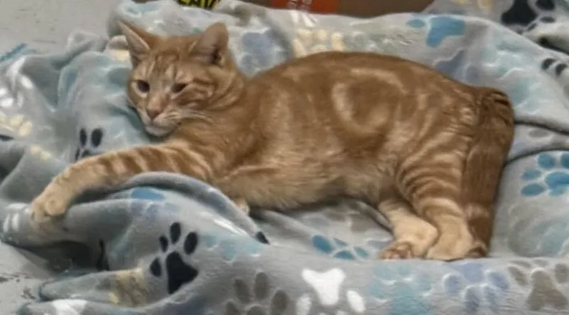 A young medium-sized male Tabby (Orange / Red) Domestic Short Hair cat named Beau for adoption in Jackson, GA