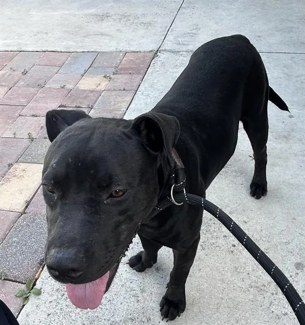 A young small-sized male Pit Bull Terrier dog named Darius for adoption in Fort Myers, FL
