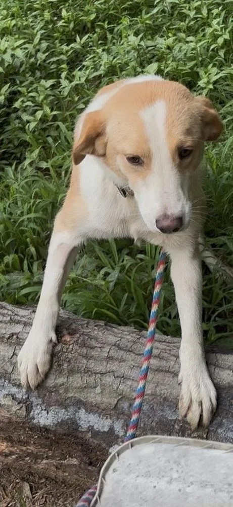 An adult medium-sized female White / Cream Collie dog named Strawberry Jam for adoption in Boston, MA