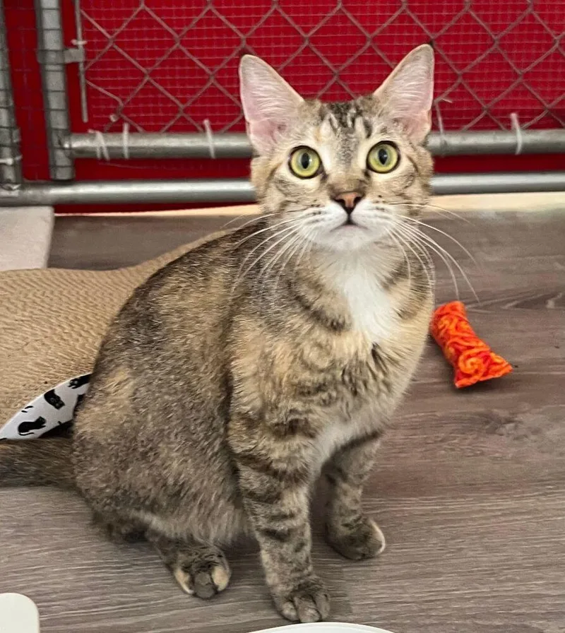 A young medium-sized female Domestic Short Hair cat named Petal for adoption in McPherson, KS
