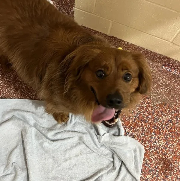 An adult medium-sized male Spaniel dog named Koda for adoption in Stratham, NH