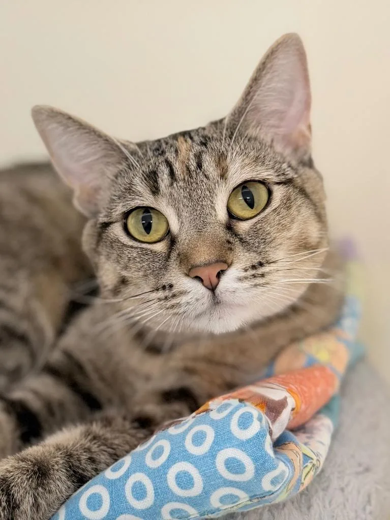 A young medium-sized female Domestic Short Hair cat named Olive for adoption in Menomonie, WI