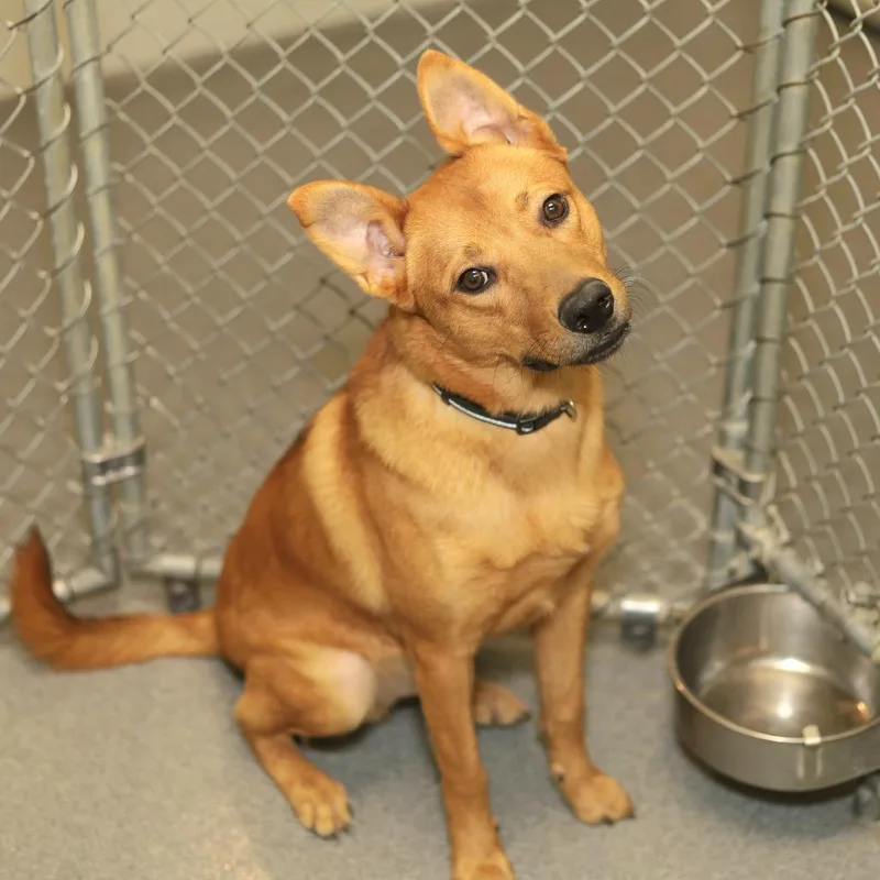 An adult medium-sized male Yellow / Tan / Blond / Fawn Shepherd dog named Dmitri for adoption in Evansville, IN