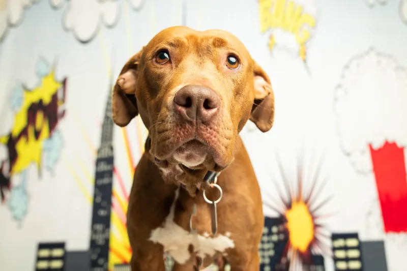 Ruby Riot thumbnail 2