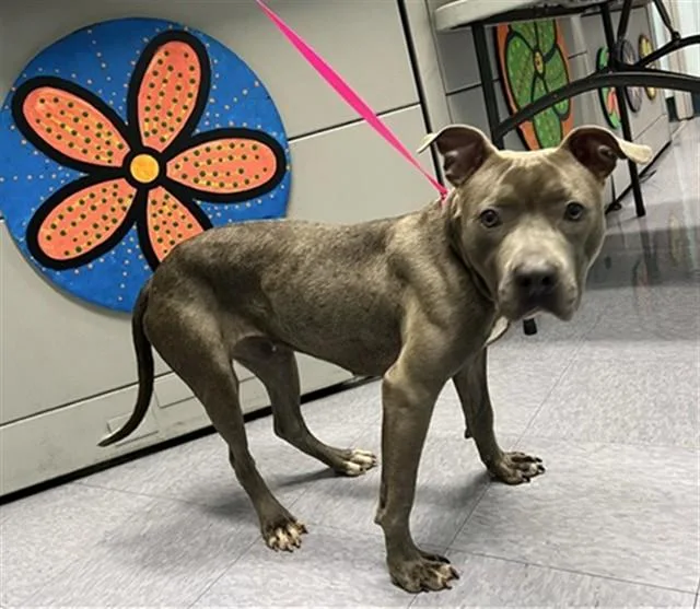 A young medium-sized female Pit Bull Terrier dog named Bubbles for adoption in Baldwin Park, CA