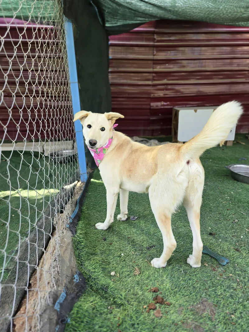 An adult medium-sized female Apricot / Beige Canaan Dog dog named Naya The Kindest for adoption in Somerset, NJ