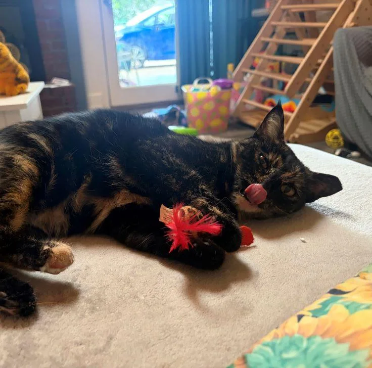 An adult medium-sized female Tortoiseshell cat named Hazel for adoption in Tulsa, OK