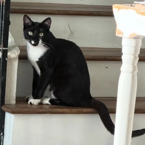 A young medium-sized male Black Domestic Short Hair cat named Beau for adoption in Long Beach, CA