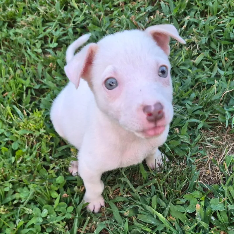 Frank Sinatra