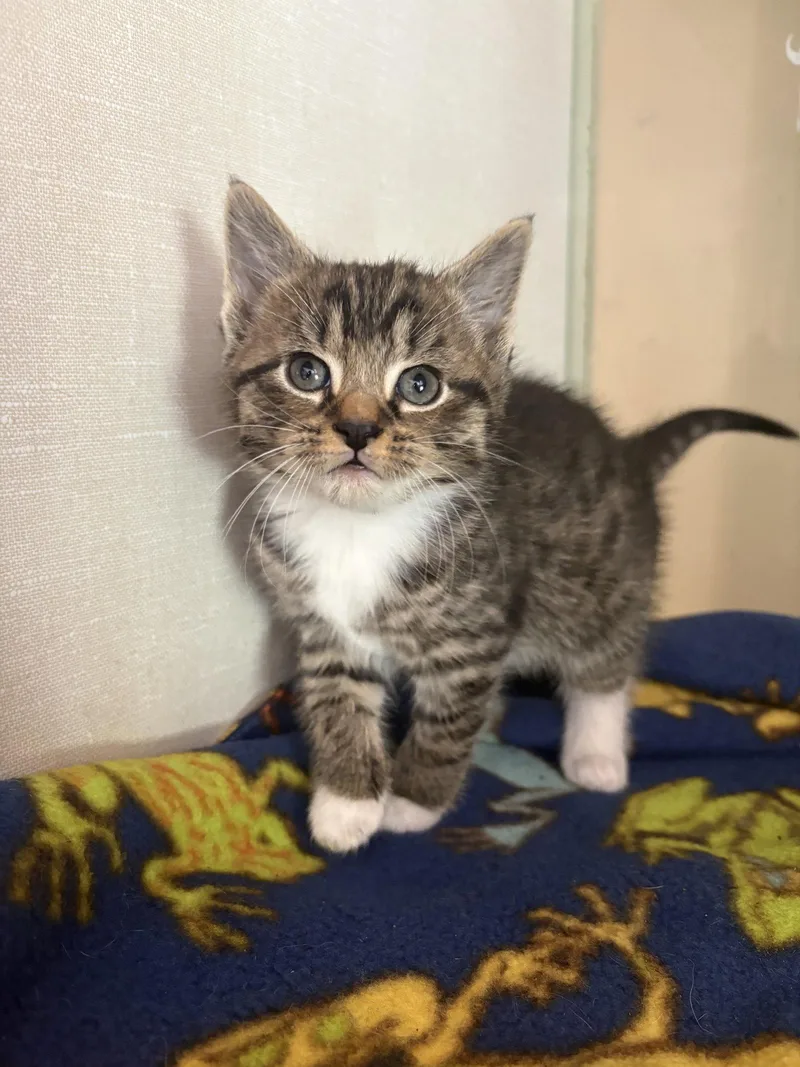 A baby medium-sized male Domestic Short Hair cat named Chief for adoption in Yardley, PA