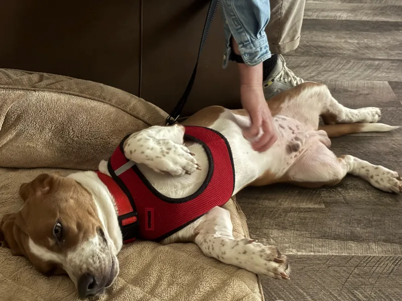 Earnhardt thumbnail 2