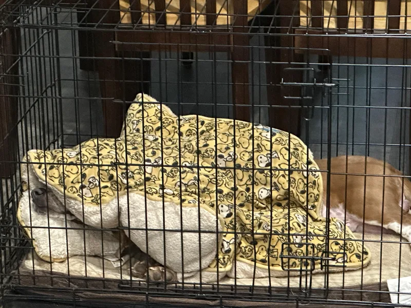 Earnhardt thumbnail 3