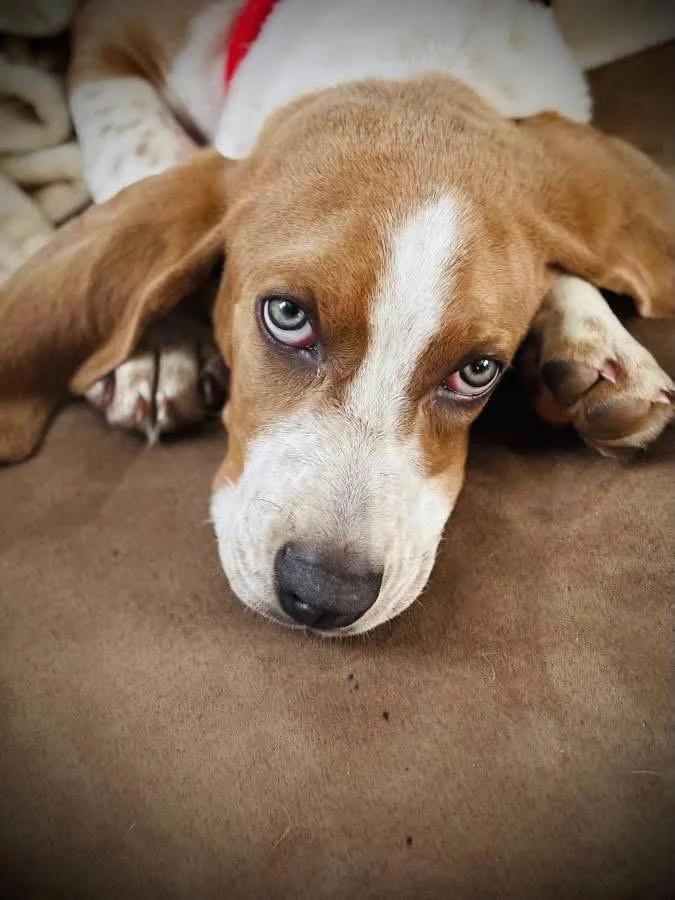 Earnhardt thumbnail 4