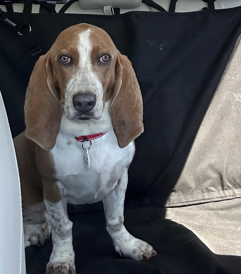 Earnhardt thumbnail 5