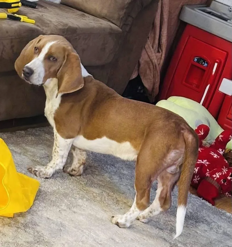 Earnhardt thumbnail 6