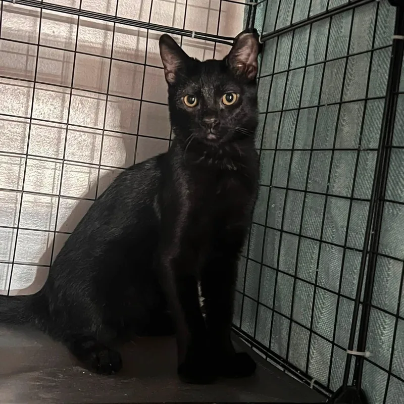 A baby medium-sized male Black Domestic Short Hair cat named Mr. Lizzo for adoption in Cleveland, OH