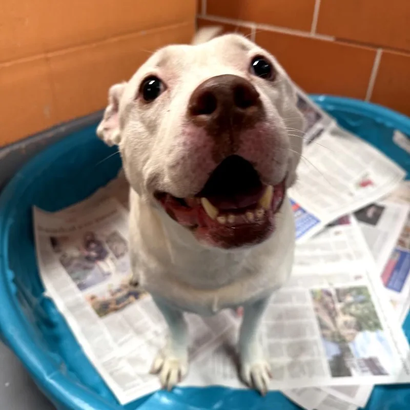 An adult medium-sized female White / Cream Pit Bull Terrier dog named Stork for adoption in Northbrook, IL