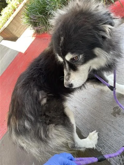An adult large-sized male Siberian Husky dog named A for adoption in Houston, TX